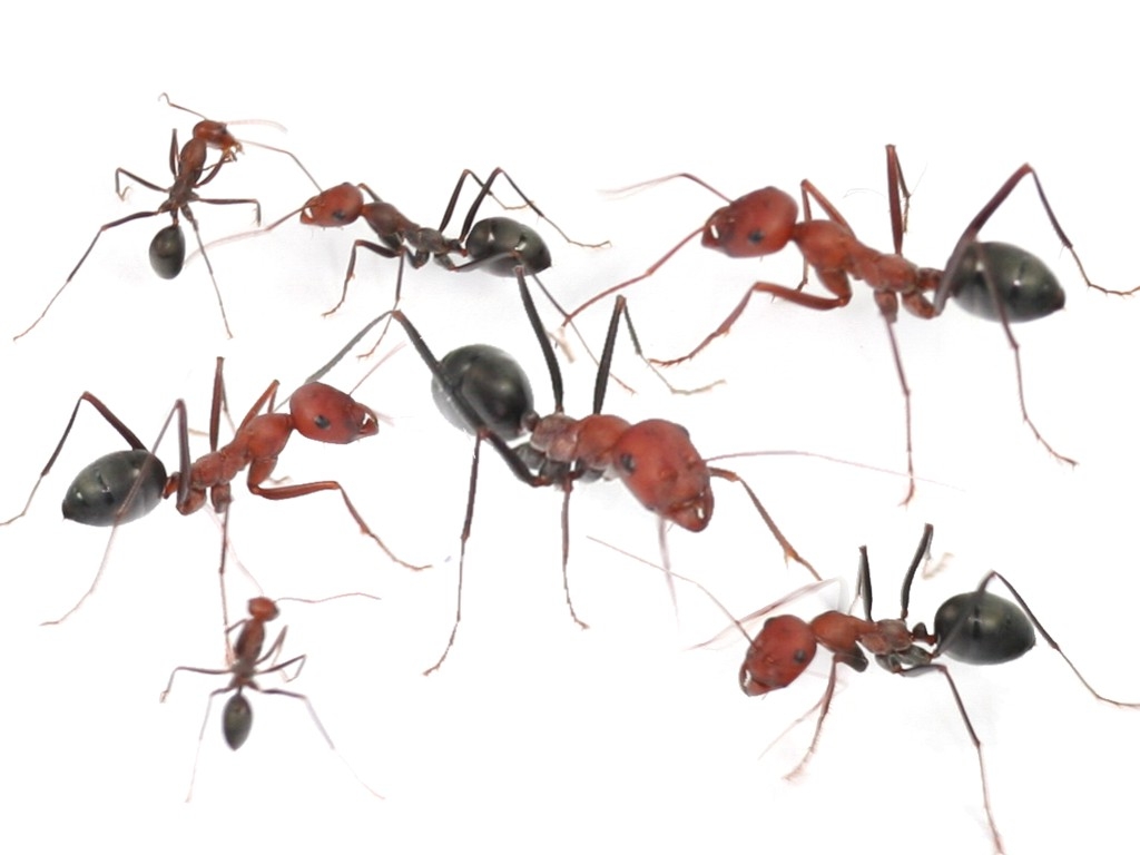 ANTSTORE - Ameisenshop - Ameisen kaufen - ANTCUBE - Red screen