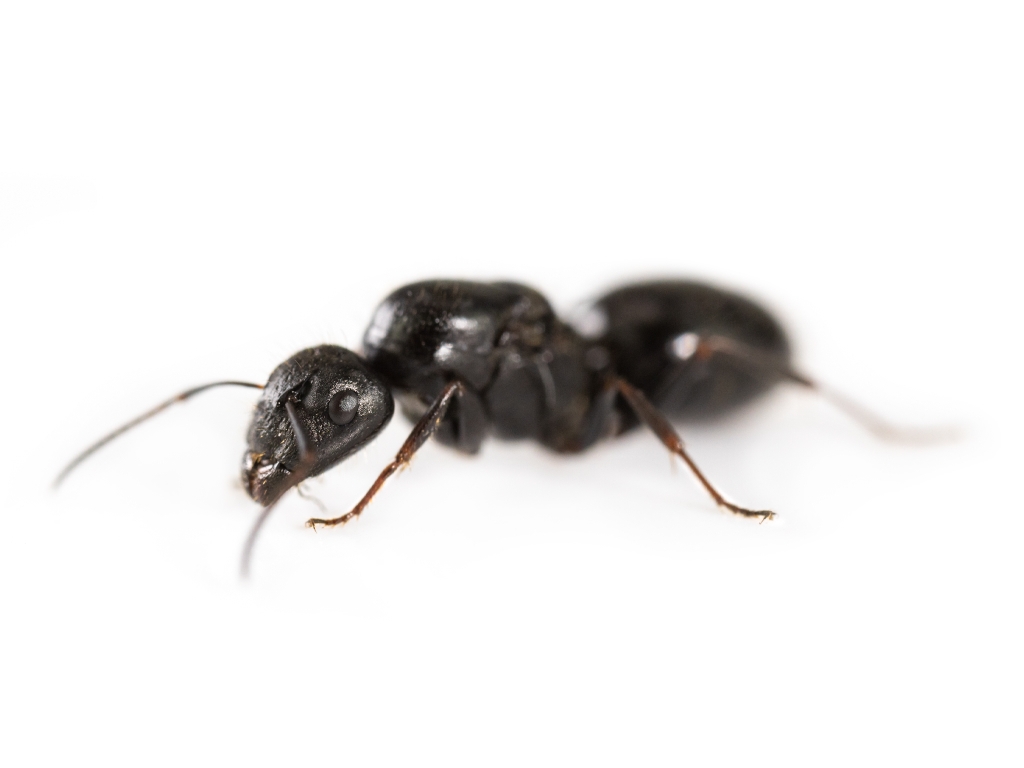 Camponotus piceus (Glänzendschwarze Rossameise)