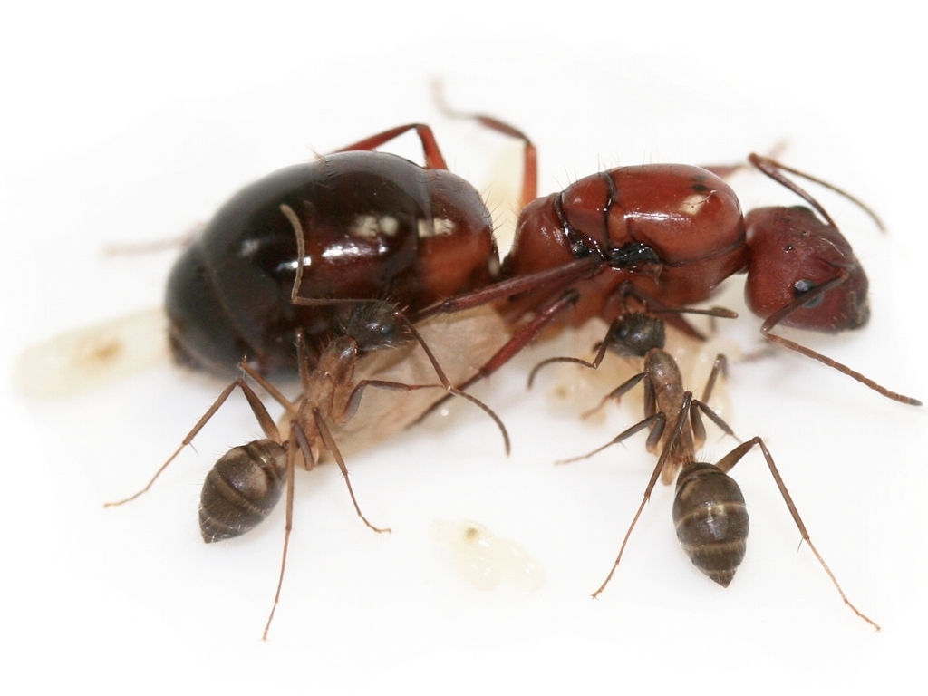 ANTSTORE - Ameisenshop - Ameisen kaufen - ANTCUBE - Red screen