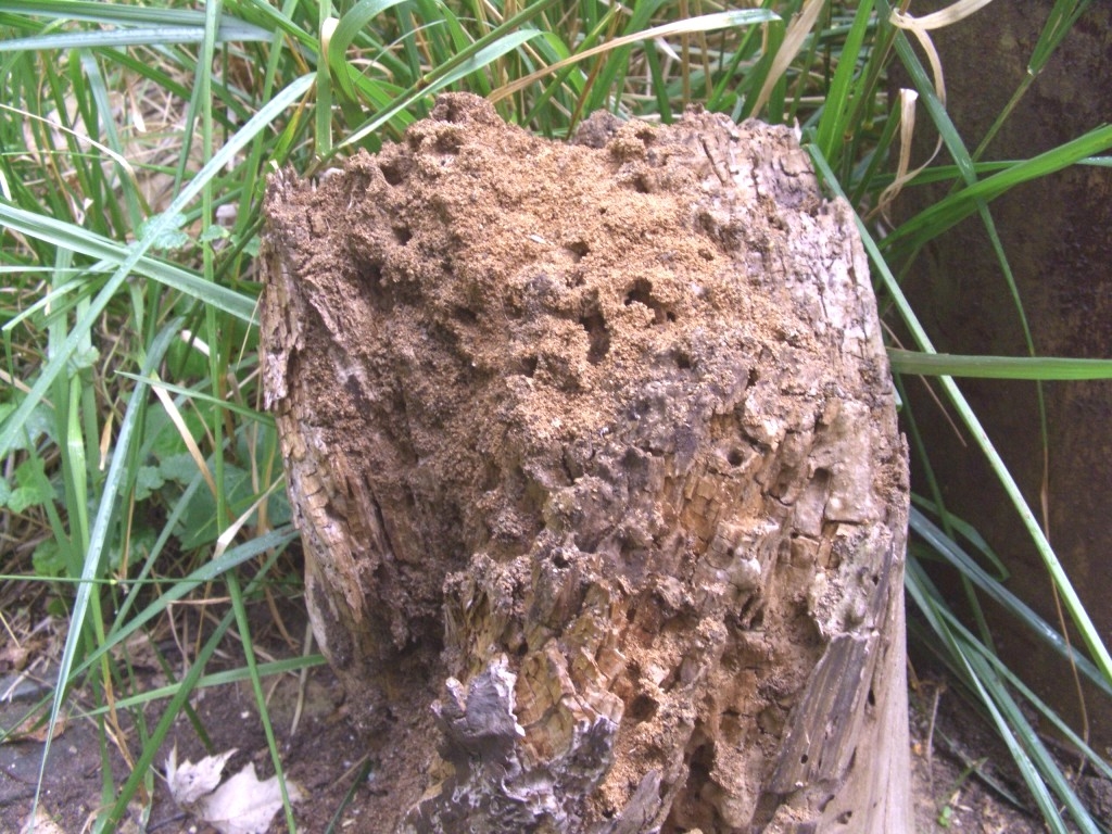 Lasius brunneus (Braune Holzameise)