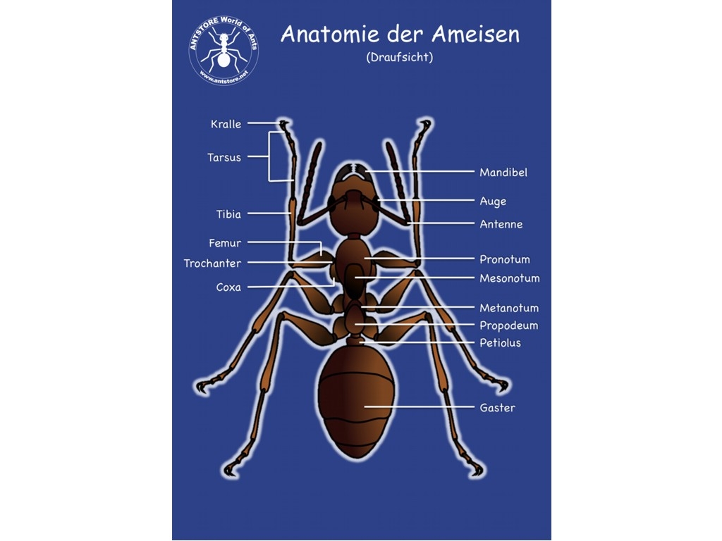 ANTSHOP - Switzerland - Ameisenshop - Ameisen kaufen - Poster: Anatomie ...