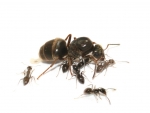 Lasius niger ( Schwarze Wegameise)