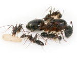Camponotus barbaricus