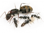Camponotus cosmicus