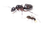 Camponotus herculeanus (Schwarze Rossameise)