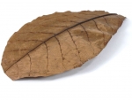 Seemandelbaum Catappa Blatt 19-24 cm