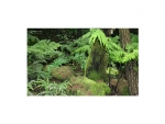 Fotorückwand - Regenwald - 25x15 - quer