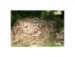 Fotorückwand - Wald - 30x20 - quer