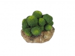 Kaktus - 7cm