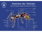 Poster: Anatomie der Ameisen - Querschnitt Organe - 70x50
