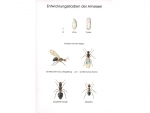 Poster: Entwicklungsstadien der Ameisen