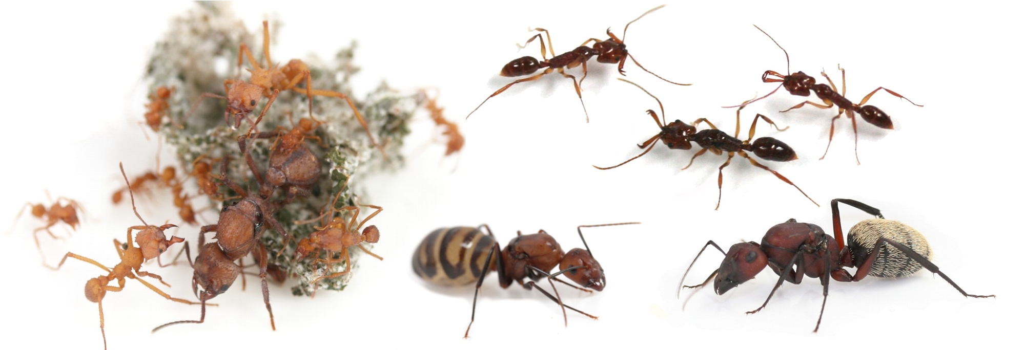 ANTSTORE - Ameisenshop - Ameisen kaufen - ANTCUBE - Rote Folie